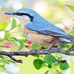 En farverig fugl sidder på en blomstrende gren med lysegrønne blade og lyserøde knopper