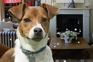 En hund med brunt og hvidt pels sidder foran en pejs i en stue, hvor der er en sofa, en bogreol og et bord med en plante