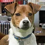 En hund med brunt og hvidt pels sidder foran en pejs i en stue, hvor der er en sofa, en bogreol og et bord med en plante
