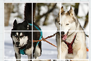 To slædehunde i sele løber i sneen