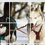 To slædehunde i sele løber i sneen